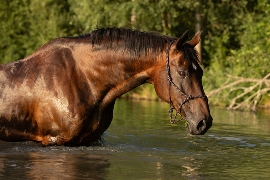 Brauner badet im See