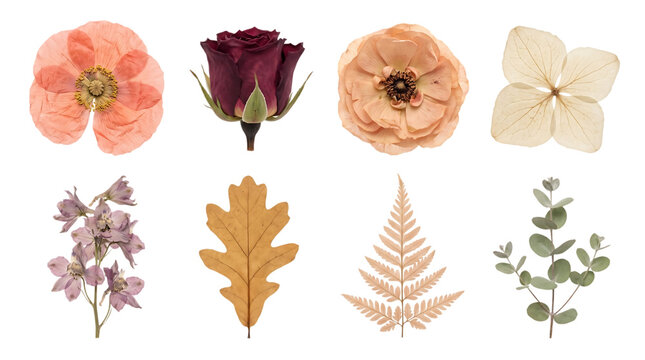 Collection of pressed dried flowers and leaves isolated on transparent background