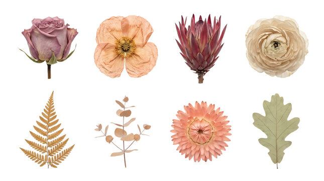 Collection of dried flowers and leaves isolated on transparent background