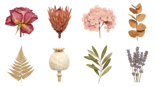 Set of various dried flowers and leaves isolated on transparent background