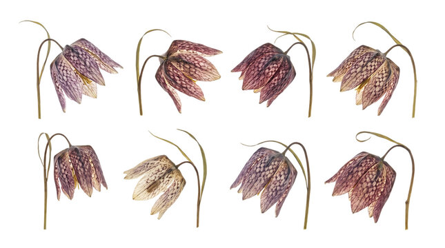 Snakes head fritillary flowers isolated on transparent background