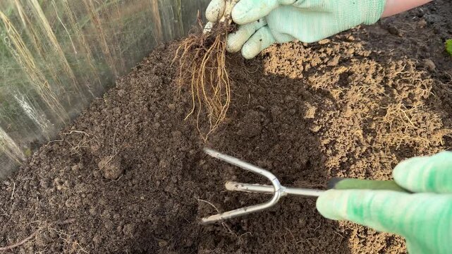 Process of transplanting berry seedlings into freshly dug organic dirt patch, close up view