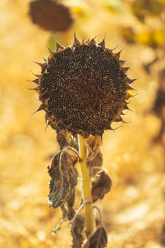 Tournesol dess&eacute;ch&eacute; par la canicule dans un champ agricole, sous une lumi&egrave;re chaude et intense, illustrant les effets de la s&eacute;cheresse et des fortes chaleurs sur les cultures.