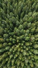 Fototapeta premium Aerial top down view of a dense coniferous forest