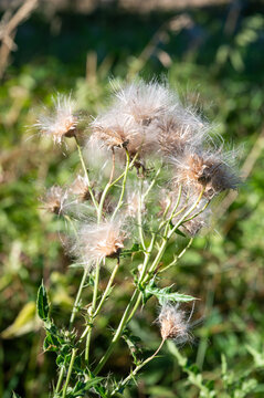 Dried thistle seed heads with white pappus ready for seed dispersal
