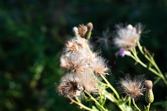 Dried thistle seed heads with white pappus ready for seed dispersal