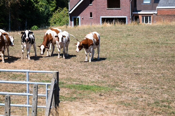 Drought-stricken pasture with grazing cows and water tanker in Parike © Werner