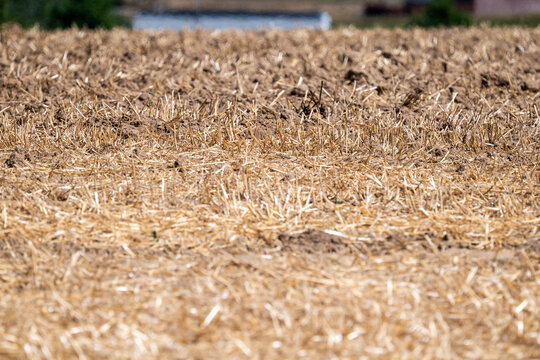 Golden harvested grain field in Zarlardinge