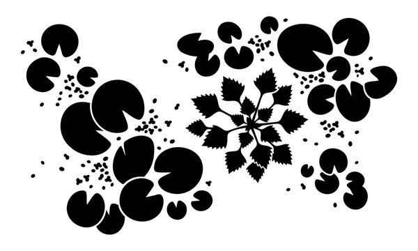 Black silhouette of water lily leaves and pond plant