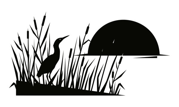 Black heron bird silhouette in reeds with sunset