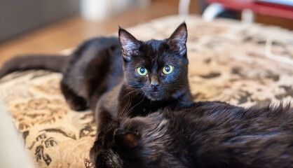 Black domestic cat with striking green eyes lies on patterned fabric, showcasing its fur texture in a warm and inviting indoor setting © Anat art