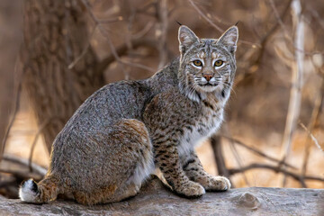 Wild Bobcat Sitting on a Log in a Woodland Habitat © QUINLAN
