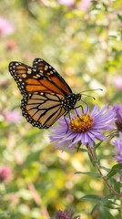 Obraz premium Monarch butterfly feeding on a purple flower