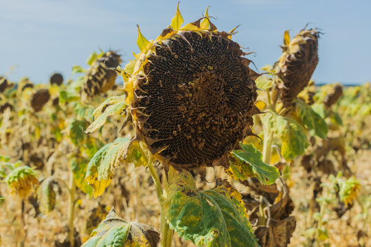 Tournesol dess&eacute;ch&eacute; au c&oelig;ur d&rsquo;un champ frapp&eacute; par la canicule, avec des feuilles fl&eacute;tries sous un soleil intense, &eacute;voquant la s&eacute;cheresse et les fortes chaleurs estivales.