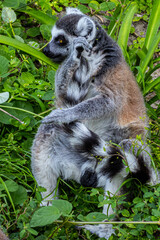 Ring-Tailed Lemur (Lemur catta) Curled Up in Grass © Matthew Bydalek