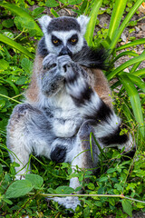 Naklejka premium Ring-Tailed Lemur (Lemur catta) Looking at Camera