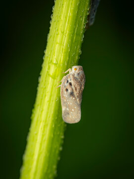 Macro close up of a small brown planthopper insect resting on a dewy wet green plant stem in a dark garden setting