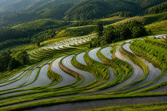 Terraced rice paddy fields cascading down rolling green hills creating intricate patterns with water reflections highlighting rural agricultural landscape.