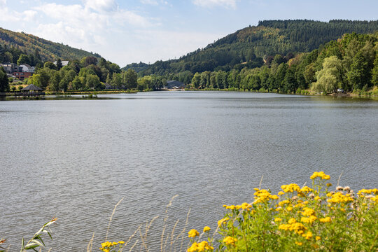 Yellow wild flowers blooming along the edge of a serene lake surrounded by forested hills at Lac des Doyards - Belgium