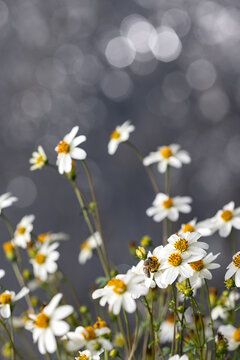 Diligent honeybee pollinating delicate white wild daisies against a sparkling grey bokeh background