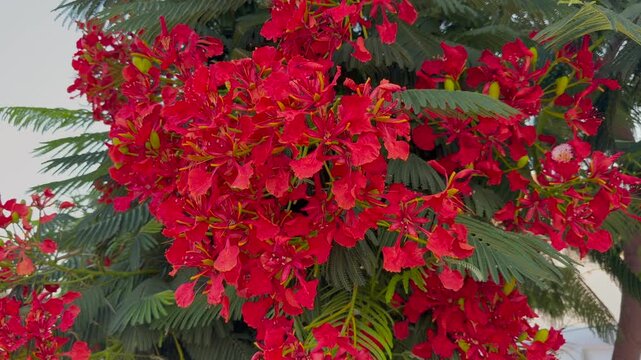 Vivid red Delonix regia flame tree flowers in close bloom showing scarlet tropical blossom. Royal poinciana found in Cyprus Caribbean and Southeast Asia concept.