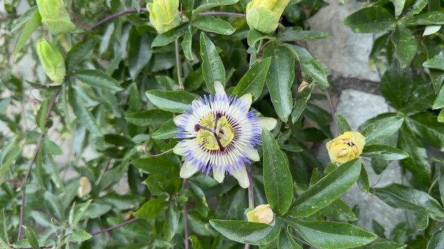 Passiflora passionflower closeup showing intricate exotic tropical bloom in garden. Natural wellness herb and botanical exotic Mediterranean flower concept.