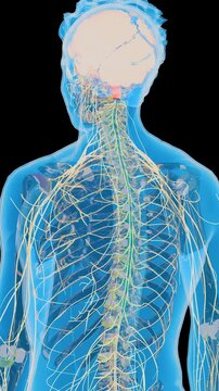 Human nervous system with Brain, Human Central Nervous System, spinal cord and extensive neural network, 3D Medical Animation, X-Ray Body, 3D Render
