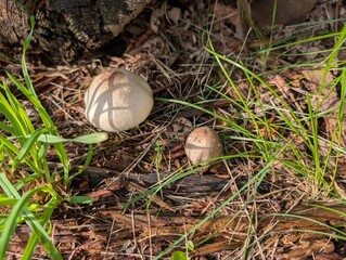 Closeup of a mushroom in the Catskills Mountains, Windham, New York - August 2026 © Smn Jlt