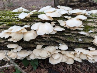 Closeup of a bunch of mushrooms on a log in the Catskills Mountains, Windham, New York - August 2026 © Smn Jlt