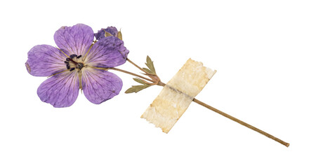 Pressed purple flower specimen with tape on stem for botanical study © Alla