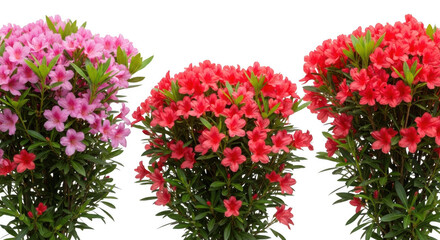 Fototapeta premium Three blooming azalea bushes isolated on white background