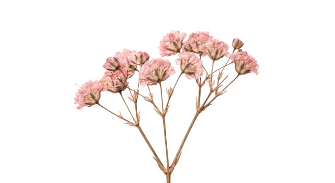 Delicate dried pink flowers on thin stems against a white background