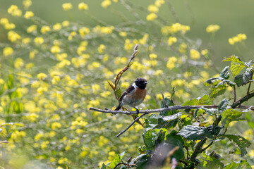 Fototapeta premium Male European stonechat among yellow flowers