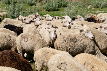 Dense flock of sheep gather closely on sunlit green pasture © Dmitry