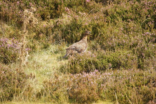 Red Grouse (lagopus scotica) at Surrender Bridge, Swaledale, Yorkshire Dales, North Yorkshire, UK