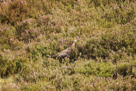 Red Grouse (lagopus scotica) at Surrender Bridge, Swaledale, Yorkshire Dales, North Yorkshire, UK