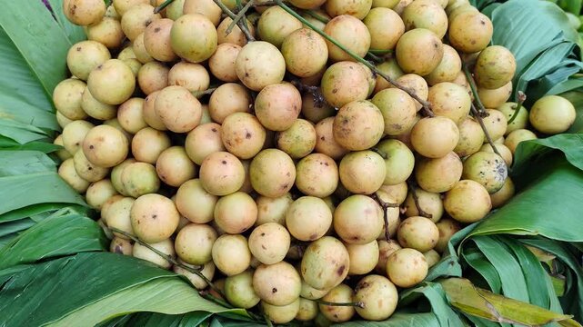 Large Quantity of Fresh Rambai Fruits Baccaurea motleyana Displayed Together for Seasonal Market Produce
