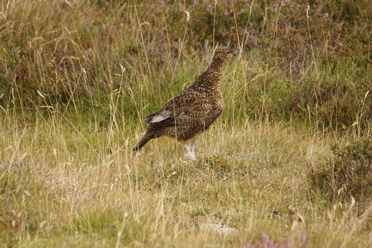 Red Grouse (lagopus scotica) at Surrender Bridge, Swaledale, Yorkshire Dales, North Yorkshire, UK