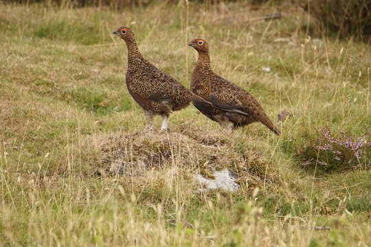 Red Grouse (lagopus scotica) at Surrender Bridge, Swaledale, Yorkshire Dales, North Yorkshire, UK