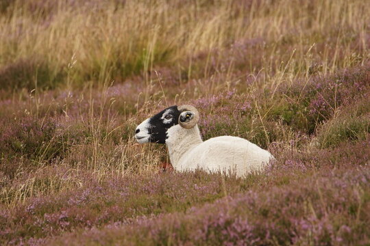 Swaledale sheep in the Heather at Surrender Bridge, Swaledale, Yorkshire Dales, North Yorkshire, UK