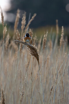 Male European stonechat on a reed head