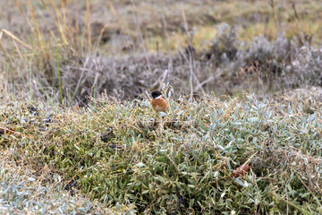 Fototapeta premium Male European stonechat on saltmarsh plants