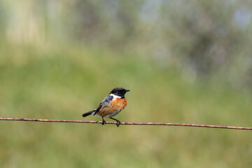 Fototapeta premium Male European stonechat on a rusty wire