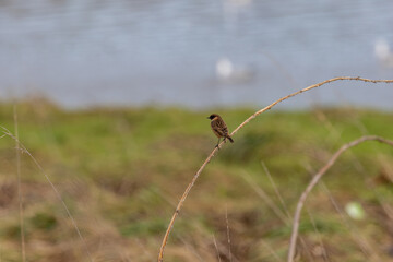 Fototapeta premium Stonechat on a bramble stem by the water