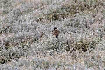 Fototapeta premium Stonechat perched in coastal saltmarsh