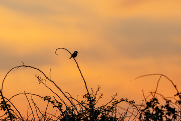 Fototapeta premium Stonechat silhouette on bramble at golden hour