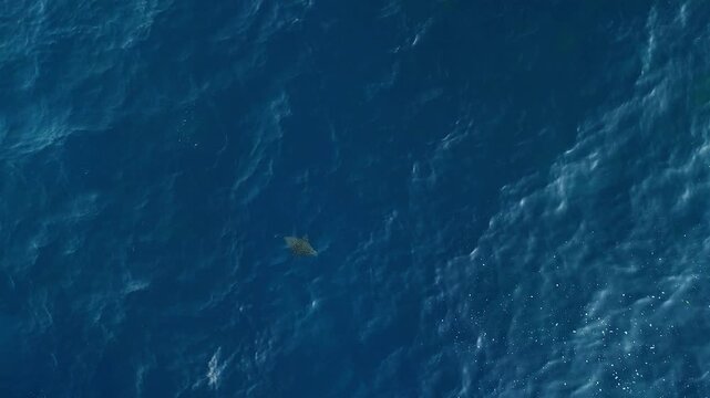 Cinematic aerial view of dolphins swimming at Diamond Beach Nusa Penida &ndash; Breathtaking drone shot of wild dolphin pod in crystal clear turquoise ocean water in bright daylight, video 4k UHD asset