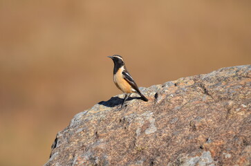 Male Buff-streaked Chat perched on a boulder at Giant's Castle, Drakensberg, South Africa © Michael