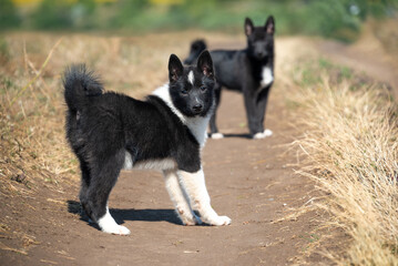 Obraz premium Beautiful cheerful black puppies of the Russian-European husky breed on a walk in the autumn field. Hunting dogs.