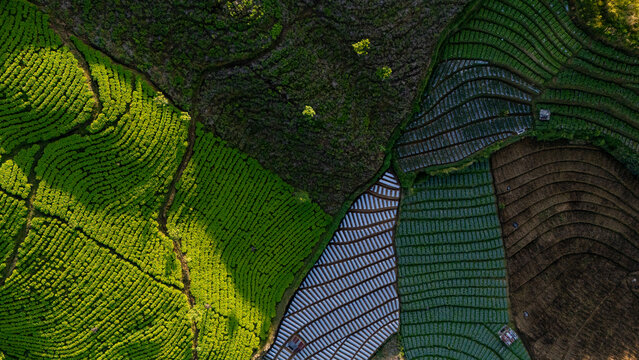 Aerial view of Bedakah tea plantation with lush green terraced fields and dark soil patterns in Kecamatan Kertek, Jawa Tengah, Indonesia.